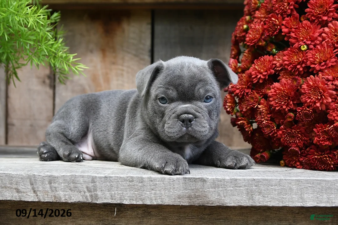 Frenchton dogs for sale: Rambo - Ad 2
