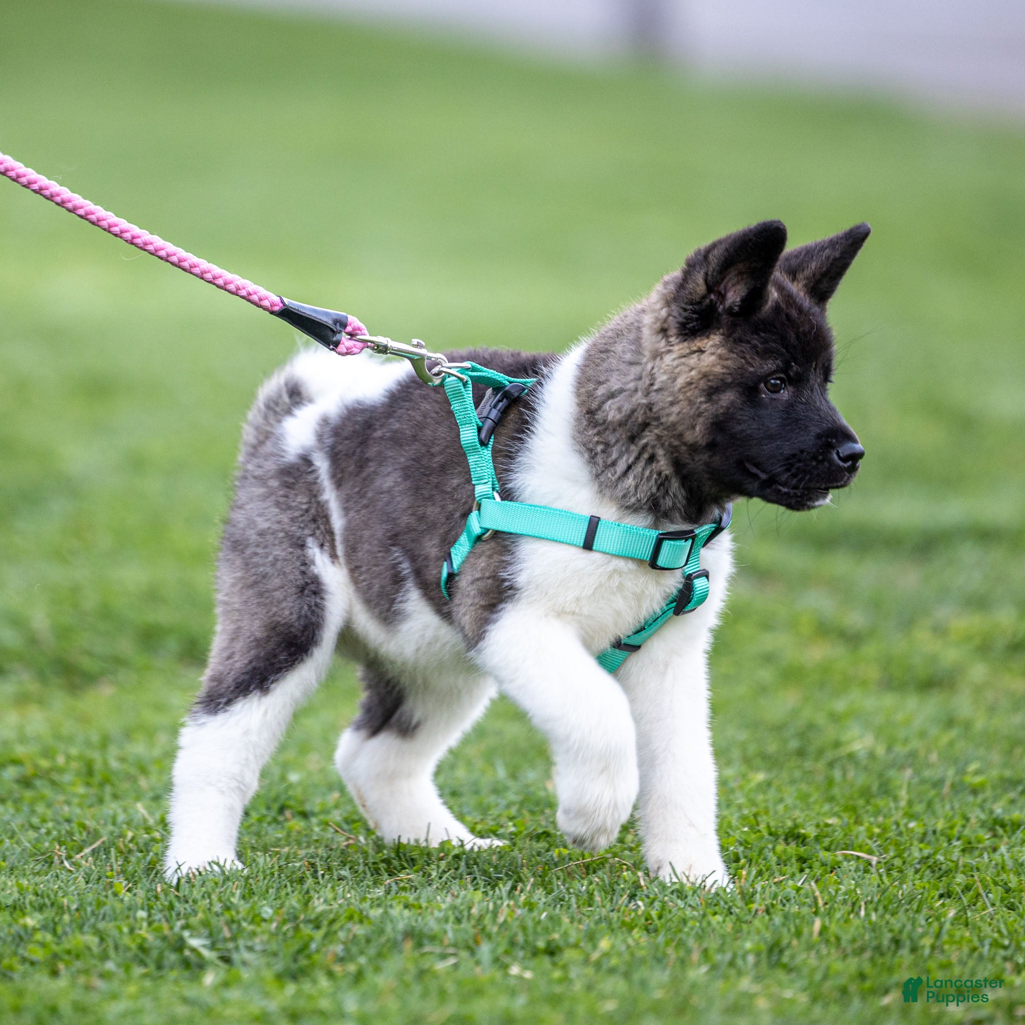 Akita dogs Florie Akita Puppy  - Ad 2
