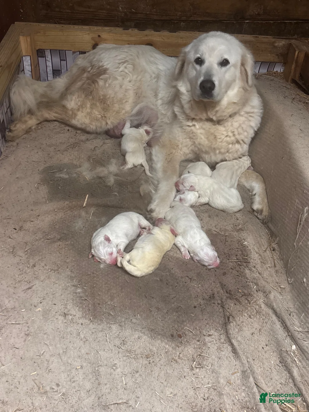 Great Pyrenees dogs for sale: Great Pyrenees 4 - Ad 2