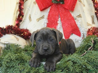 Cane Corso dogs Paris - Ad 5