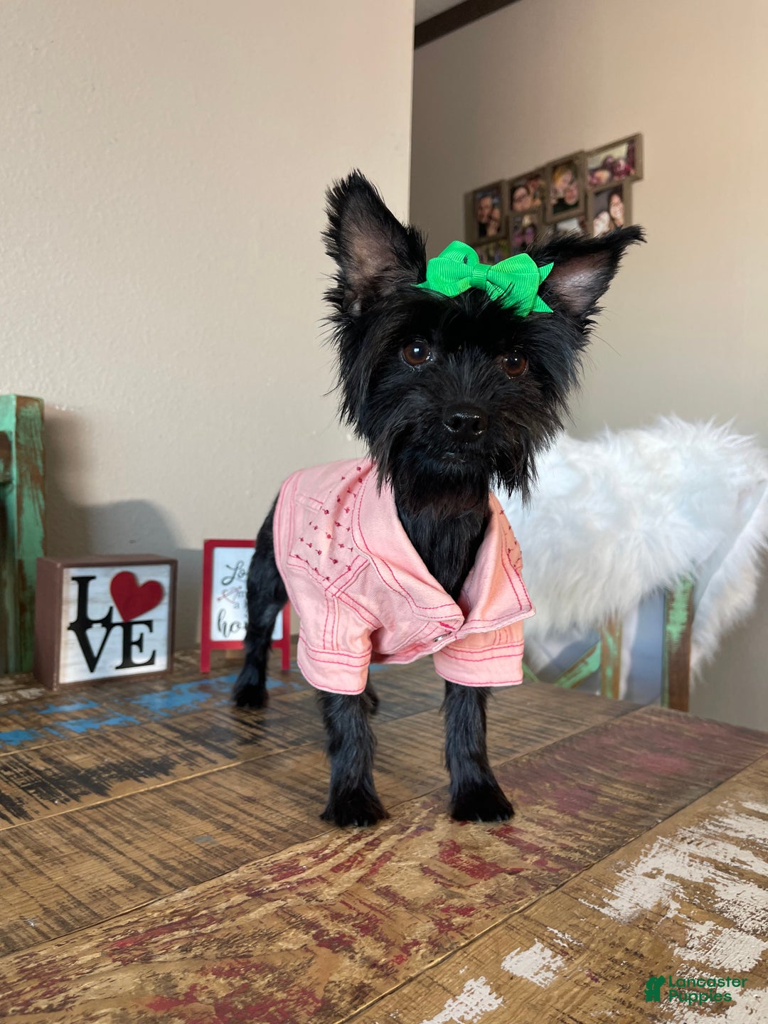 Yorkshire Terrier dogs for sale: KB Black Mia - Ad 1