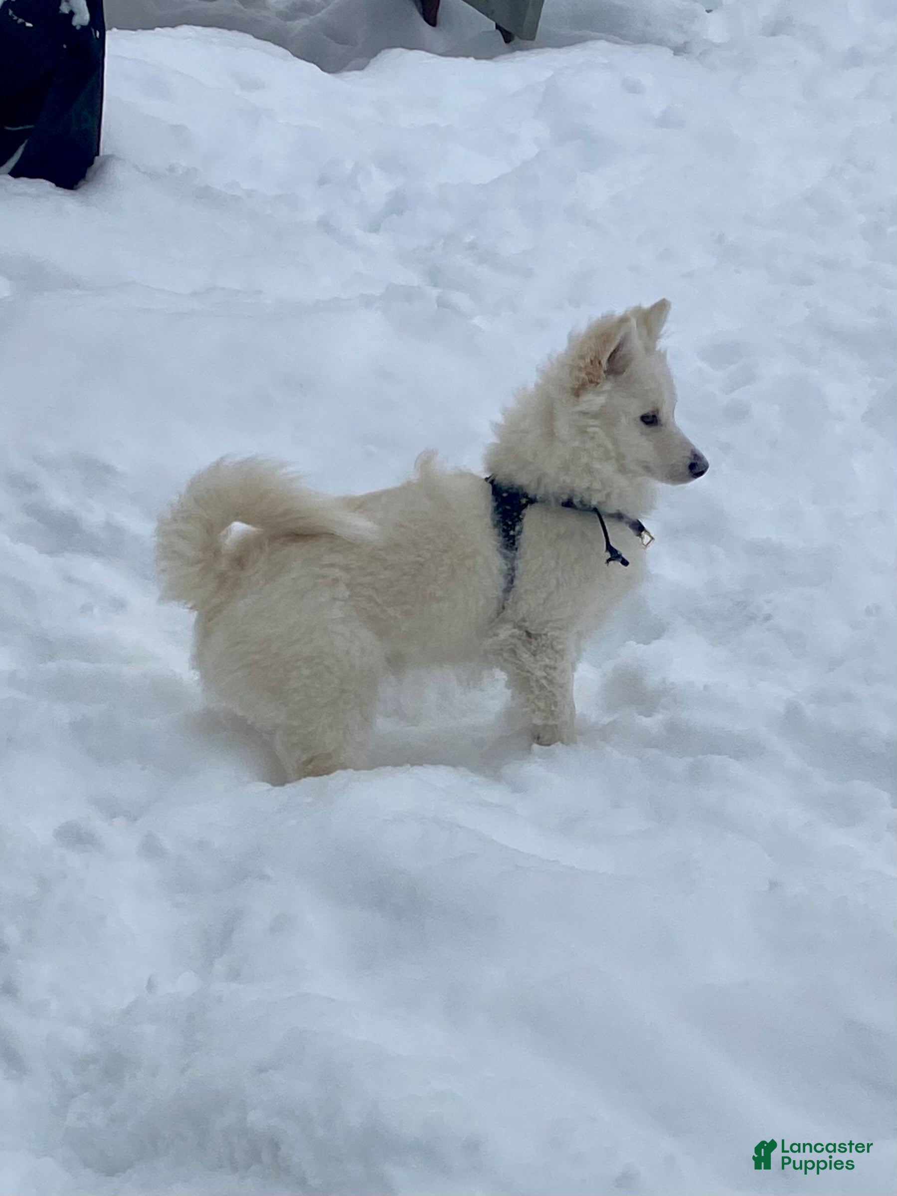 Pomsky dogs Marty - Ad 31