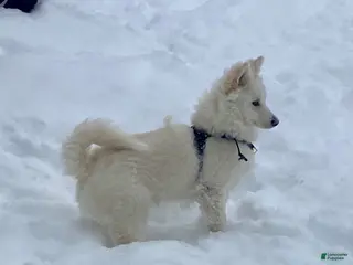 Pomsky dogs Marty - Ad 31