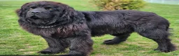Newfoundland dogs for sale: Joey - Ad 5