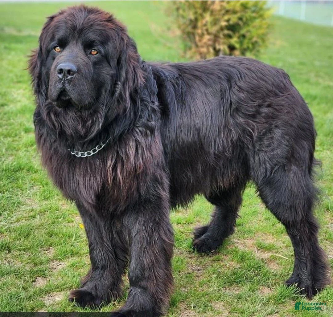Newfoundland dogs for sale: Joey - Ad 5