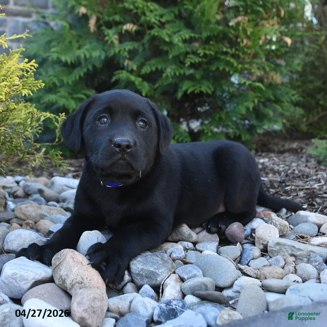 Labrador Retriever dogs for sale: Bo  - Ad 3