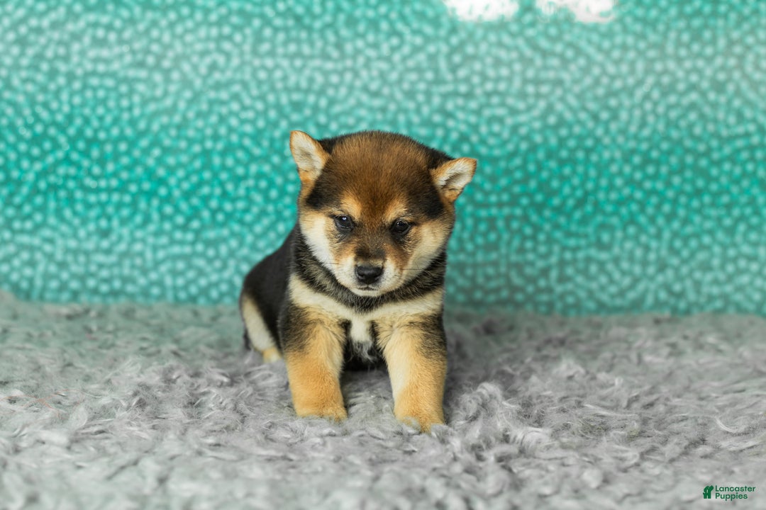 Shiba Inu dogs for sale: Amy - Ad 2