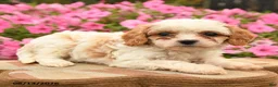 Cavapoo dogs for sale: Charlie  - Ad 3