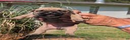 Cane Corso dogs for sale: Cane Corso 11 - Ad 7