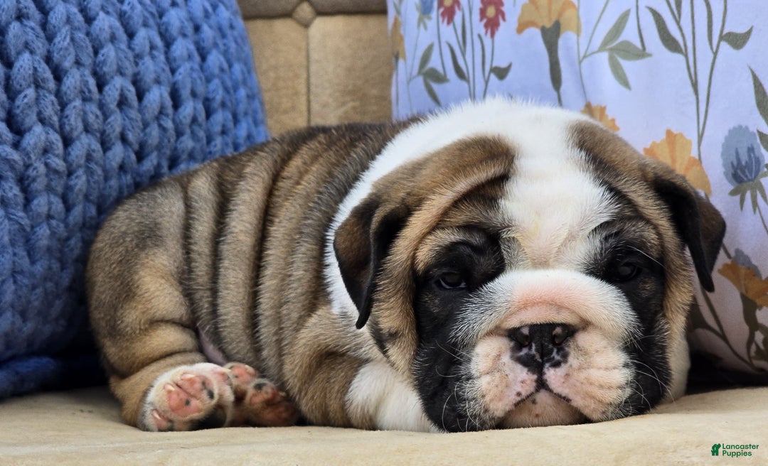 English Bulldog dogs for sale: Bubbles - Ad 3