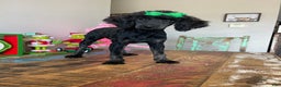 Miniature Poodle dogs for sale: Akc Clear Black Phantom Ellie - Ad 8