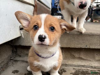 Welsh Corgi Pembroke dogs Welsh Corgi Pembroke Puppy 2 - Ad 1