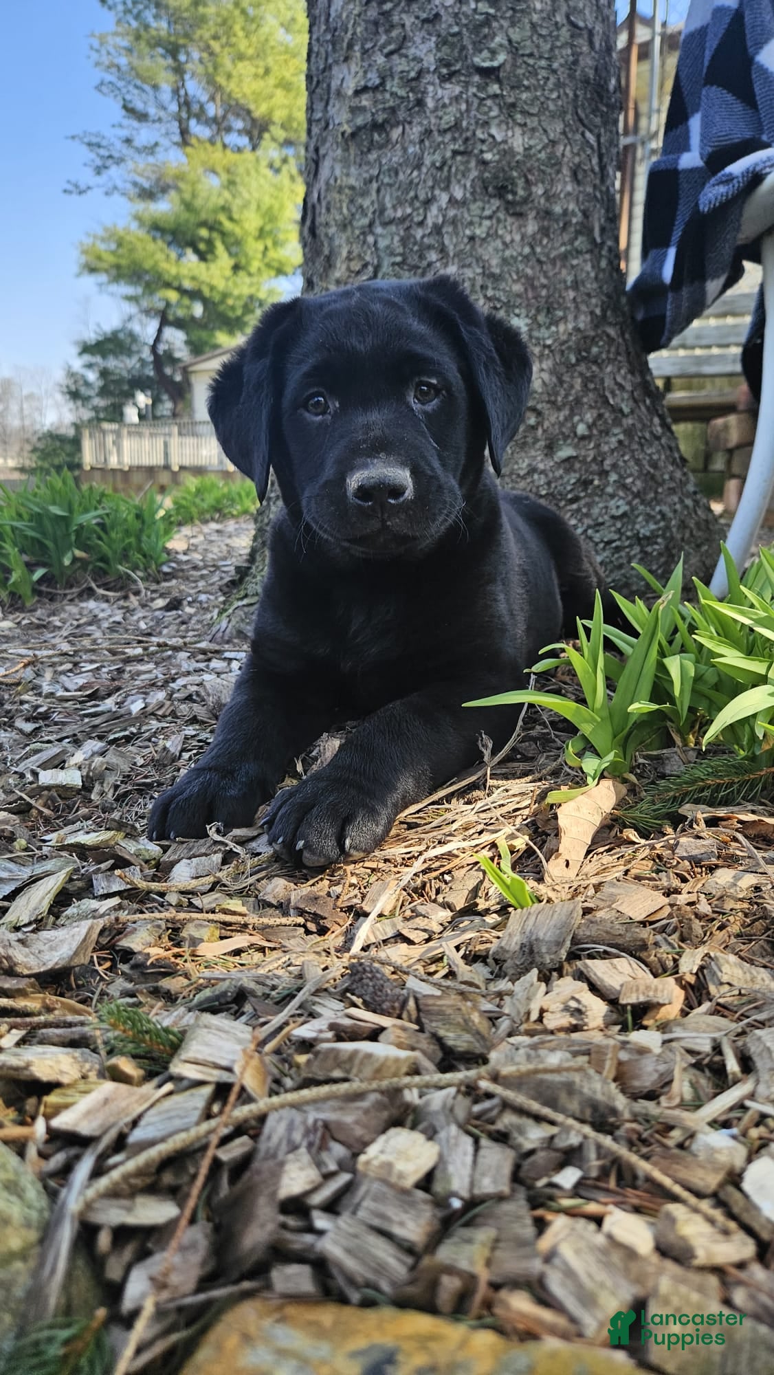 Labrador Retriever dogs for sale: Bear - Ad 1