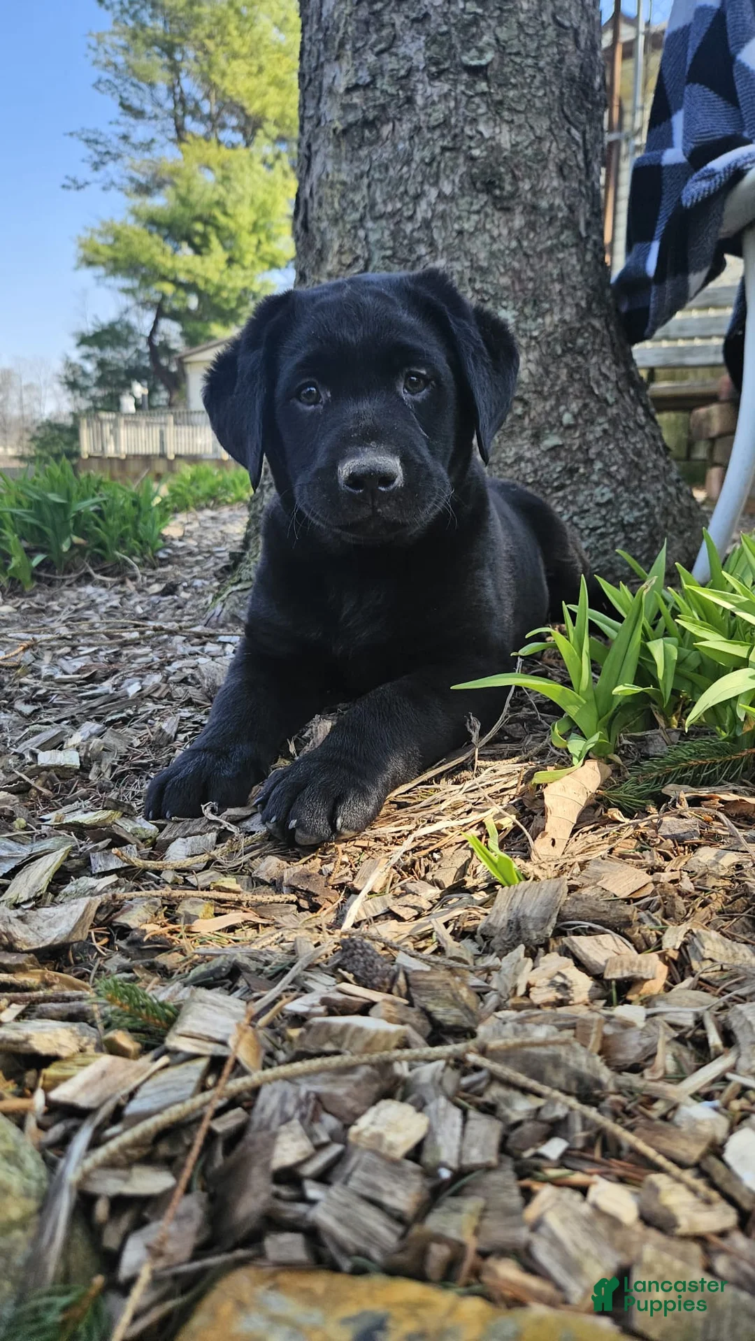 Labrador Retriever dogs for sale: Bear - Ad 1