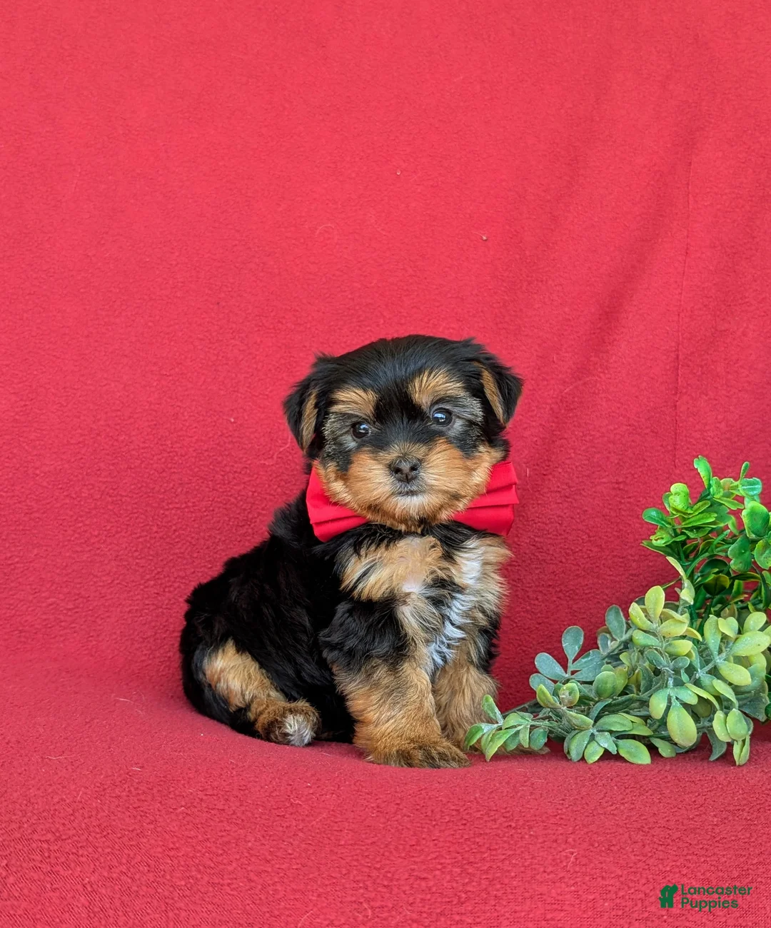 Shorkie dogs for sale: MacDuff Hypoallergenic - Ad 2