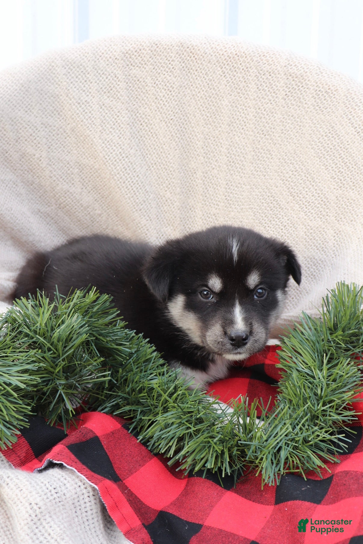 Goberian dogs Granger - Ad 3