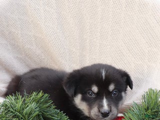 Goberian dogs Granger - Ad 3