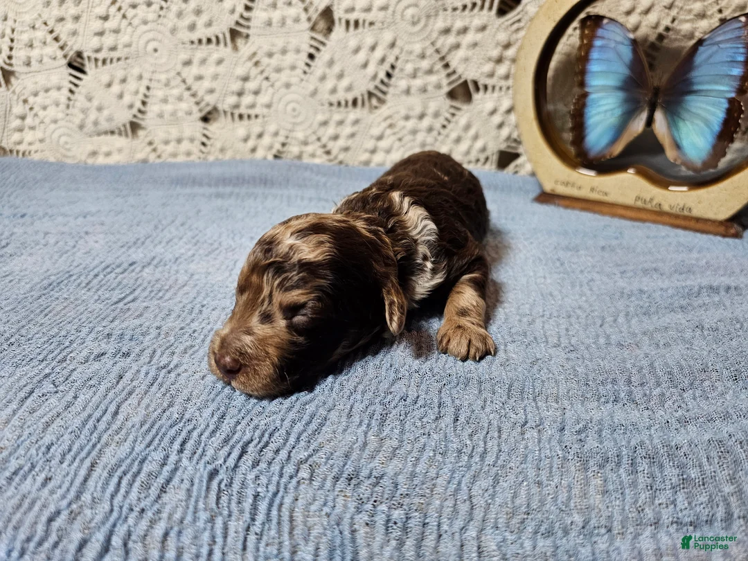 Mini Goldendoodle dogs for sale: Saffron  - Ad 2