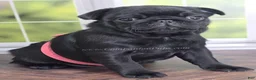Pug dogs for sale: Pink - Black Female Pug - Champion Lines! - Ad 1
