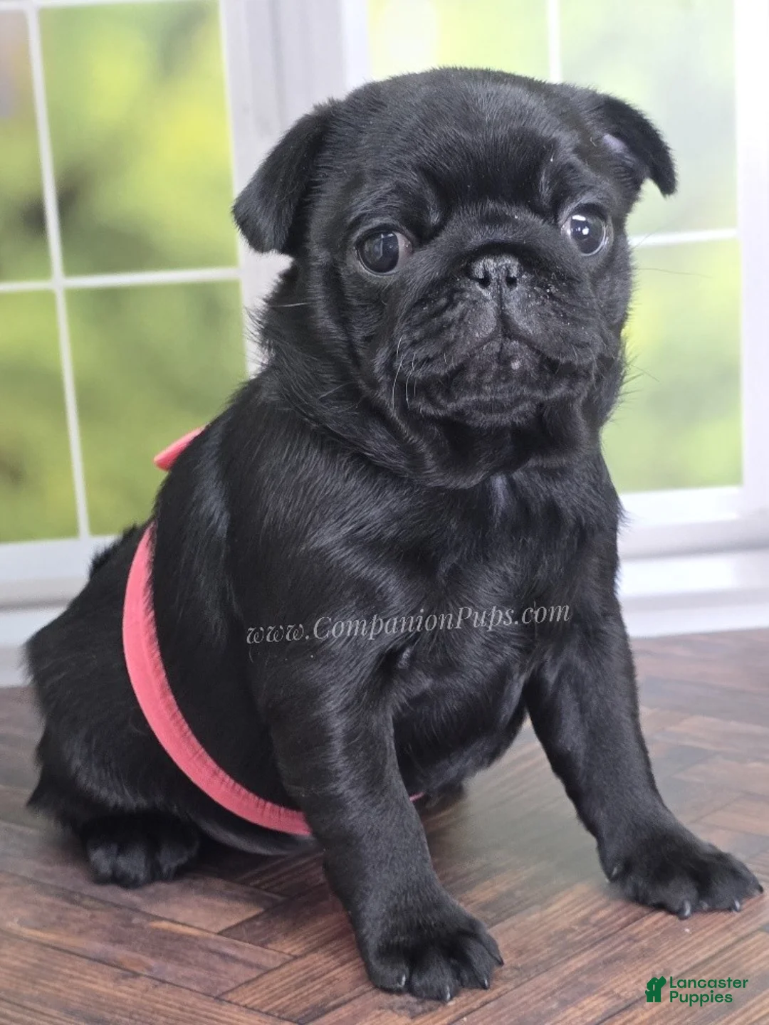 Pug dogs for sale: Pink - Black Female Pug - Champion Lines! - Ad 1
