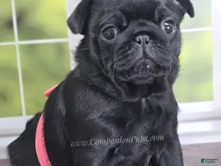 Pug dogs for sale: Pink - Black Female Pug - Champion Lines! - Ad 3