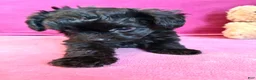 Yorkiepoo dogs for sale: Cyprus Caesar  - Ad 2