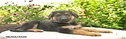 German Shepherd dogs for sale: Lancelot - Ad 4