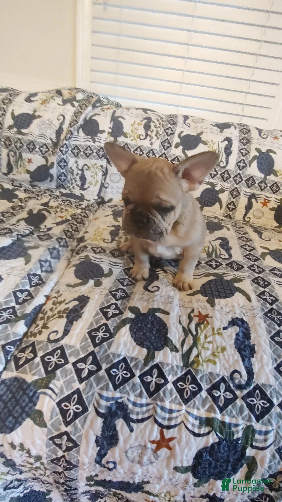 French Bulldog dogs for sale: Mugsy - Ad 1