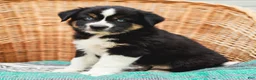 Miniature Australian Shepherd dogs for sale: Miley - Ad 3