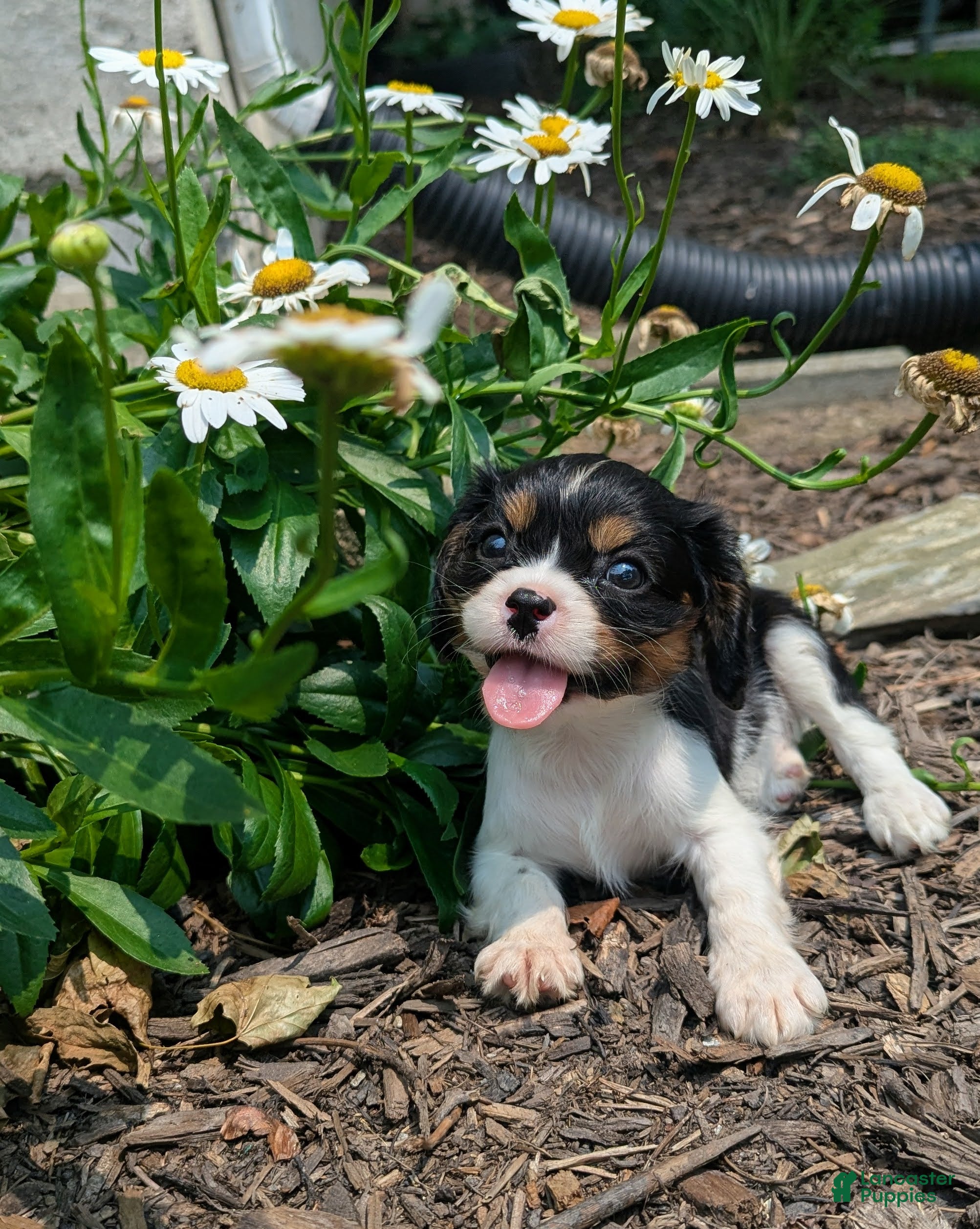 Cavalier King Charles Spaniel dogs Haley - Ad 2