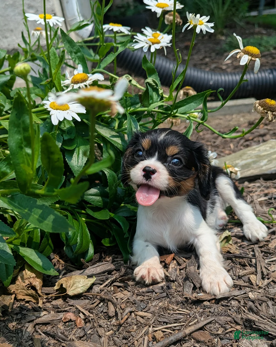 Cavalier King Charles Spaniel dogs for sale: Haley - Ad 2