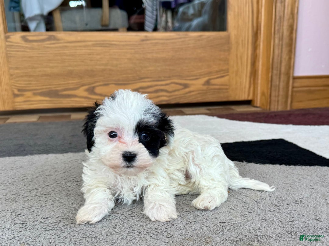 Havanese dogs for sale: Leona - Ad 4