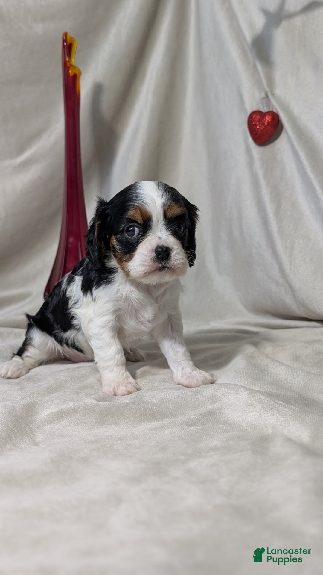 Cavalier King Charles Spaniel dogs for sale: Ruby - Ad 7