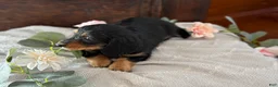 Miniature Dachshund dogs for sale: Mac - Ad 3