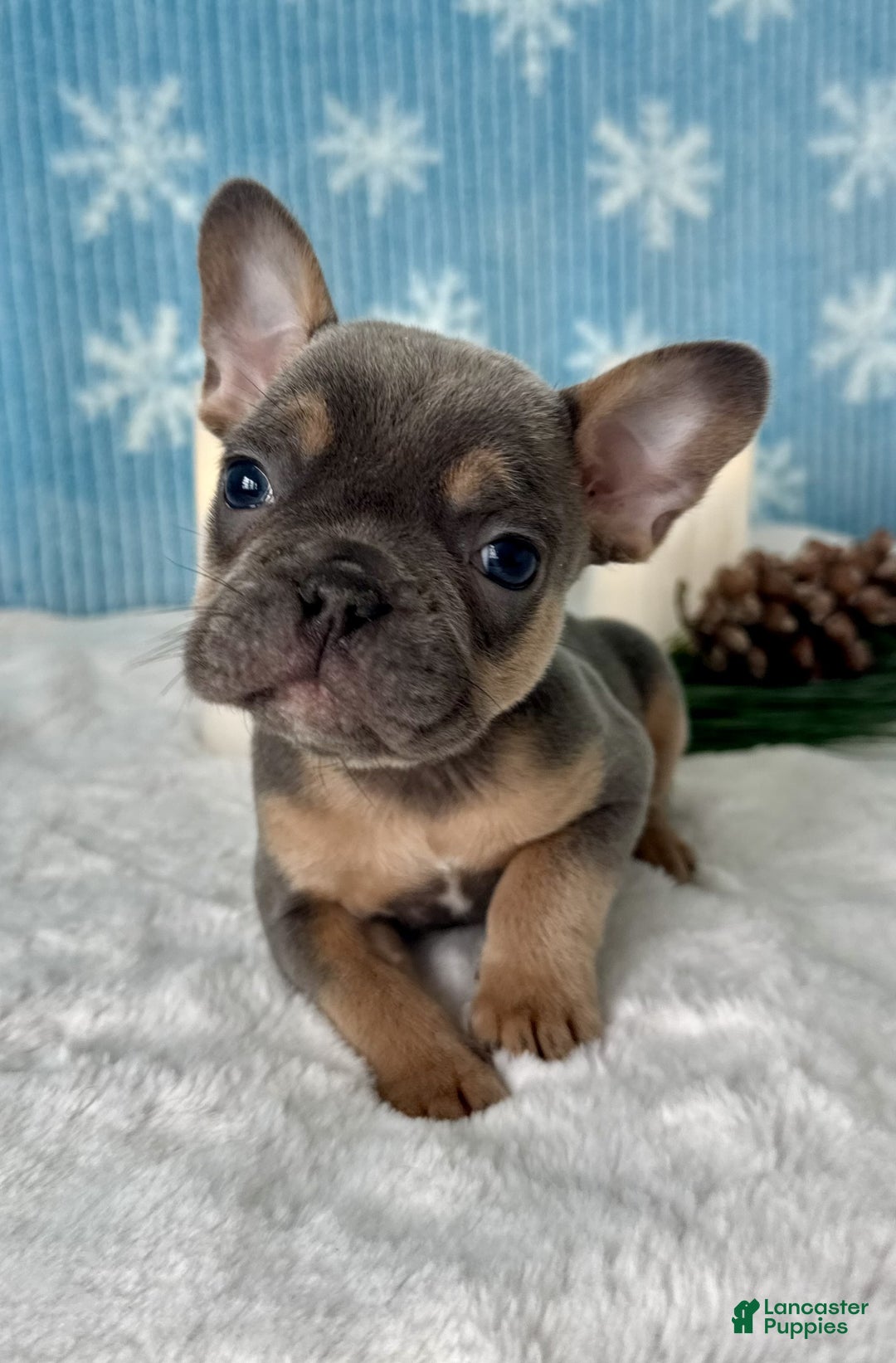 French Bulldog dogs for sale: Bentley - Ad 2