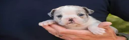 Mixed Breed dogs for sale: Splendor Victorian Bulldog - Ad 9