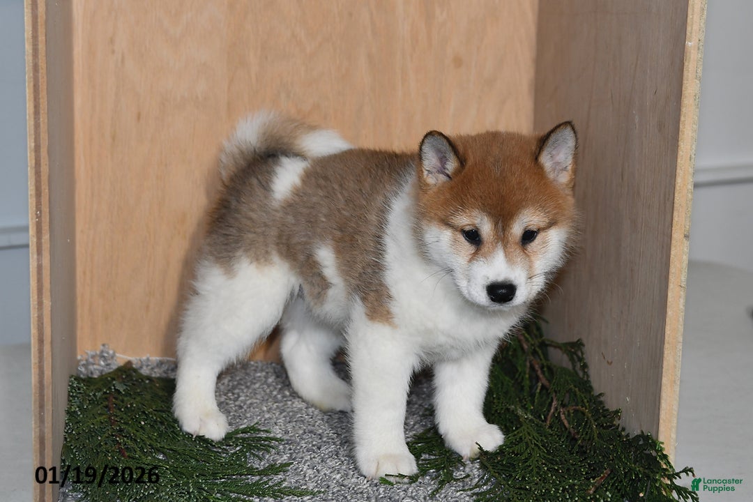 Shiba Inu dogs for sale: Rusty - Ad 4