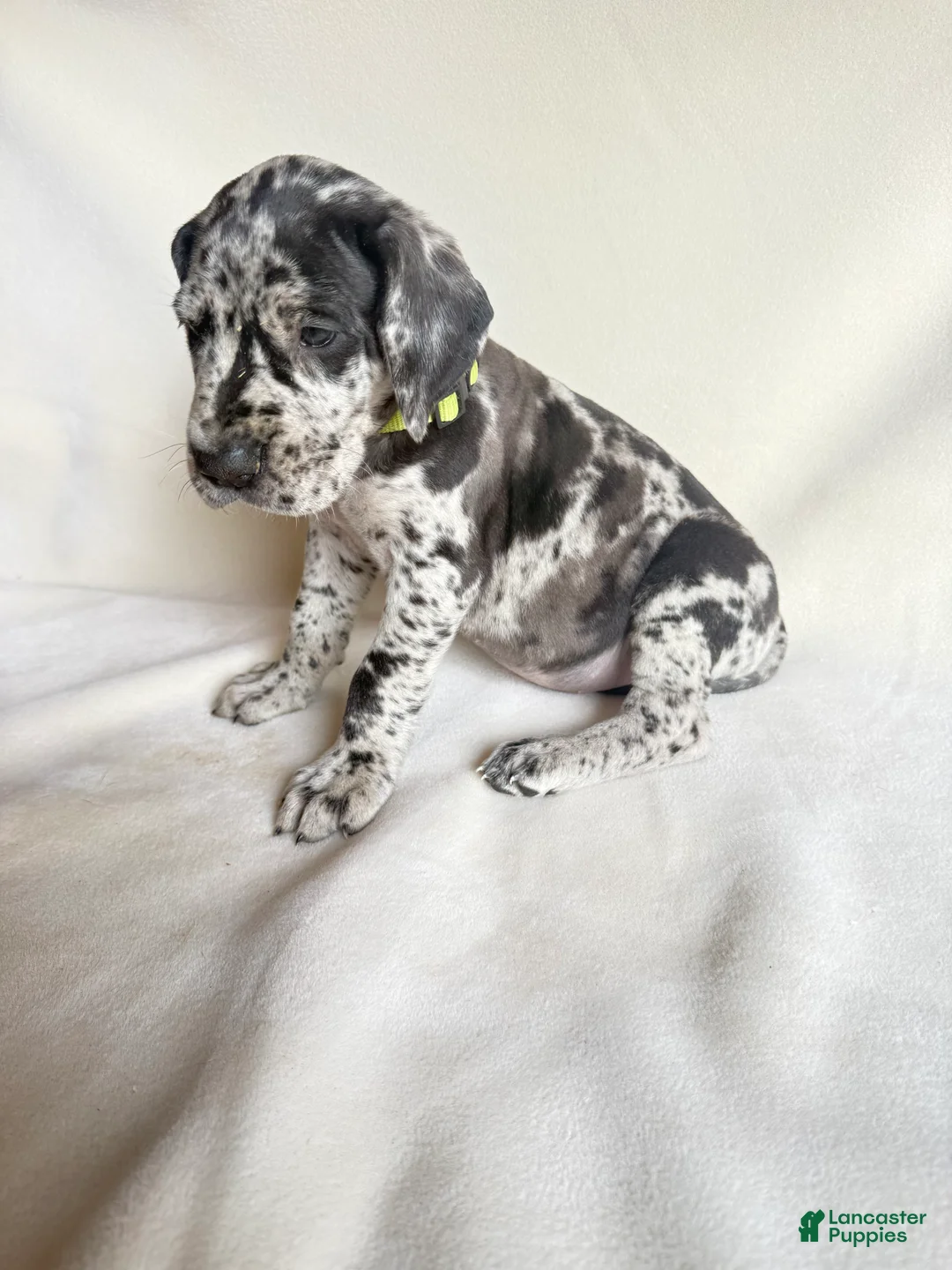 Great Dane dogs for sale: Tank-neon yellow - Ad 2