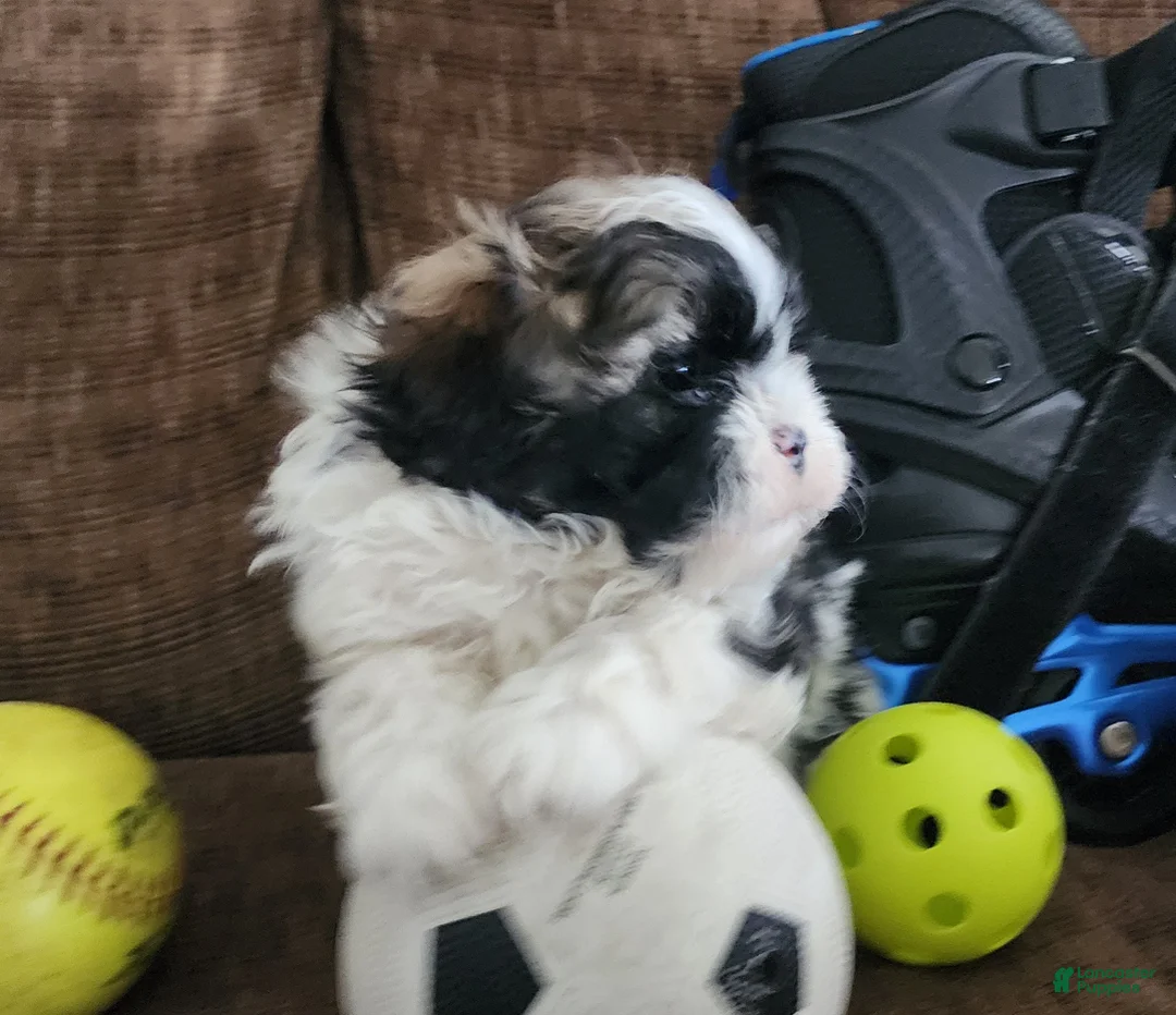 Shihpoo dogs for sale: INDIGO - Ad 4