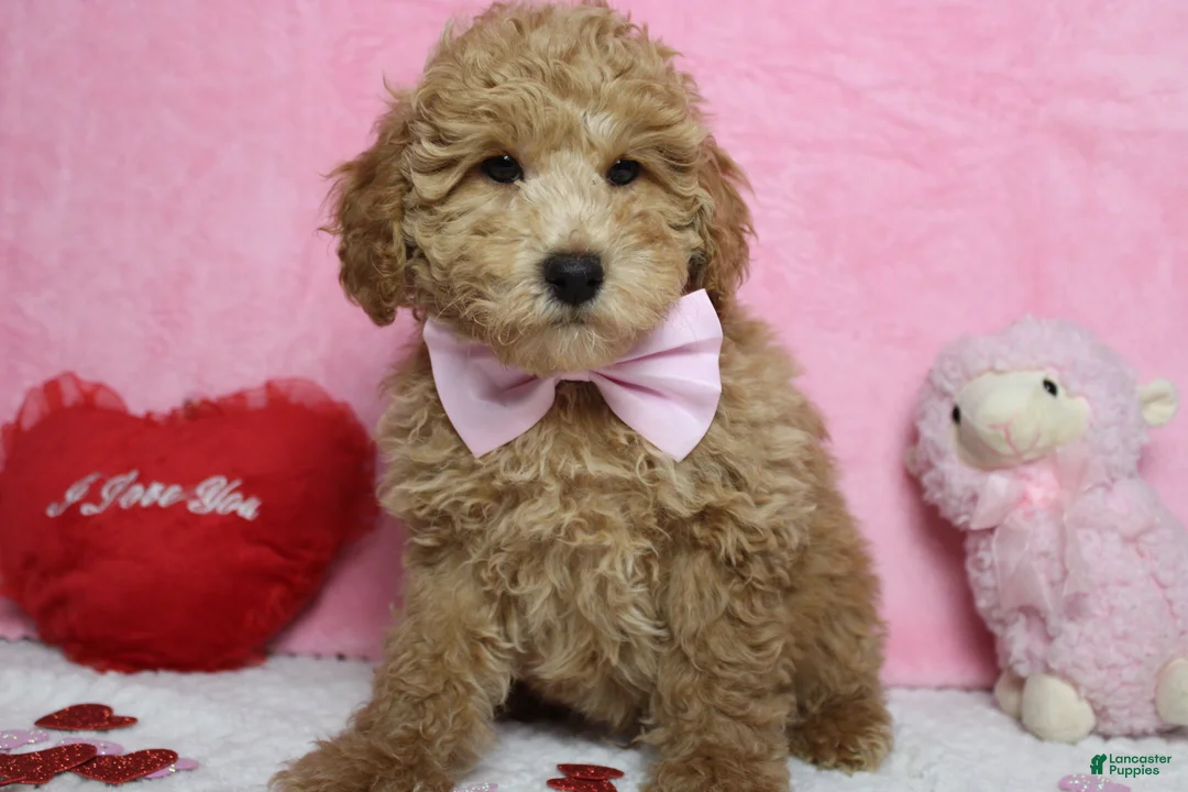 Toy Poodle dogs for sale: Garnet - Ad 3