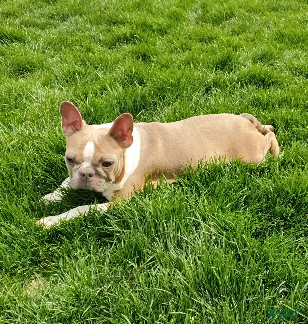 Boston Terrier dogs for sale: Akc Haven - Ad 4