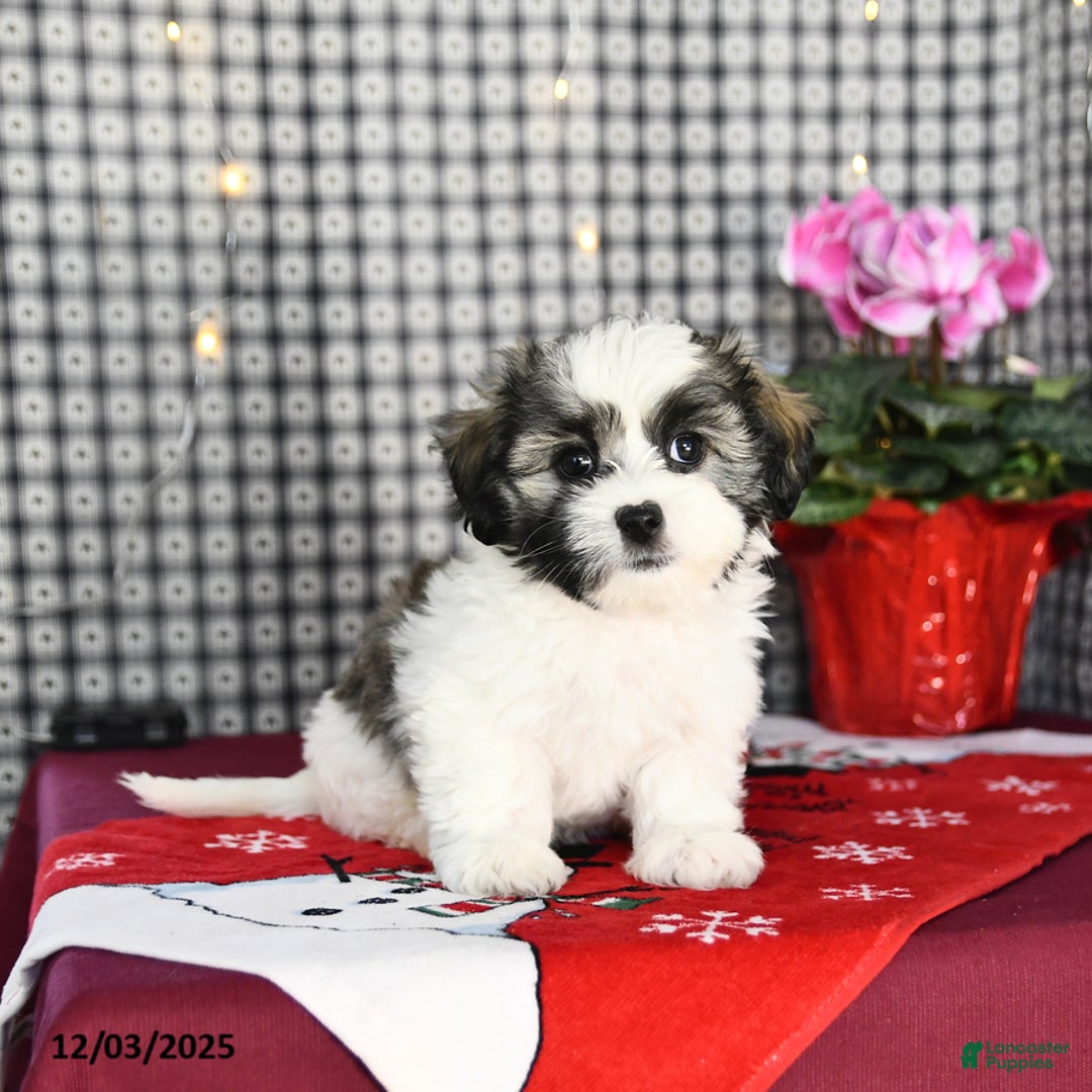 Malshi dogs for sale: Flash - Ad 1