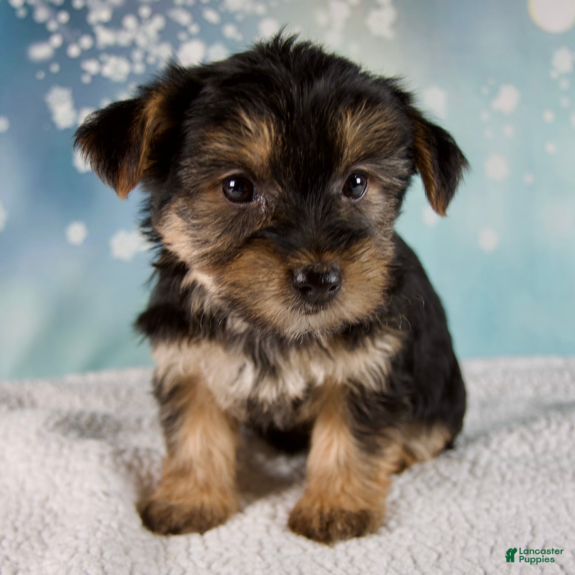 Morkie dogs Bonnie - Ad 11