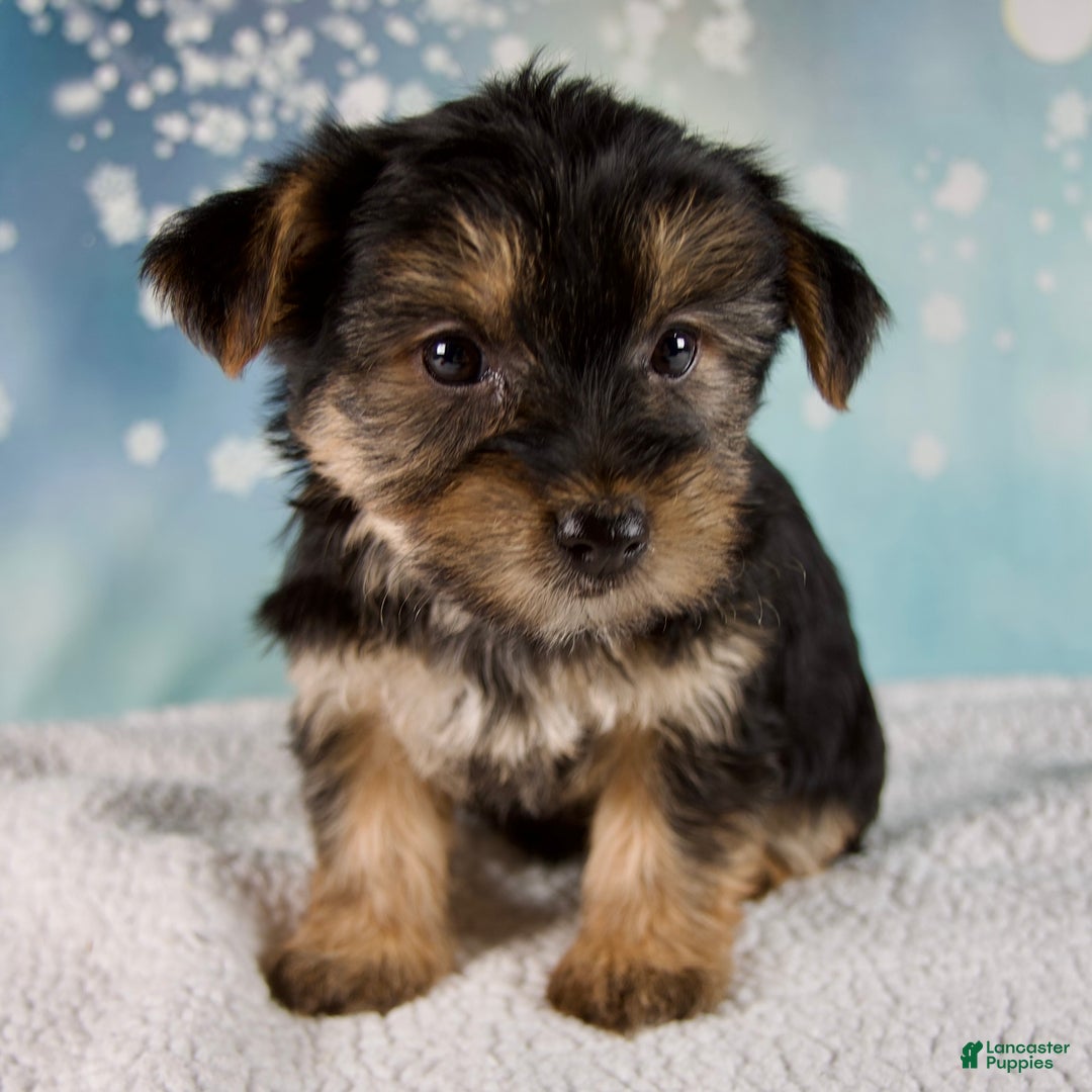 Morkie dogs for sale: Bonnie - Ad 1