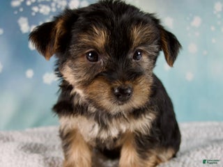 Morkie dogs Bonnie - Ad 4