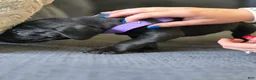 Mixed Breed dogs for sale: Purple - Ad 4