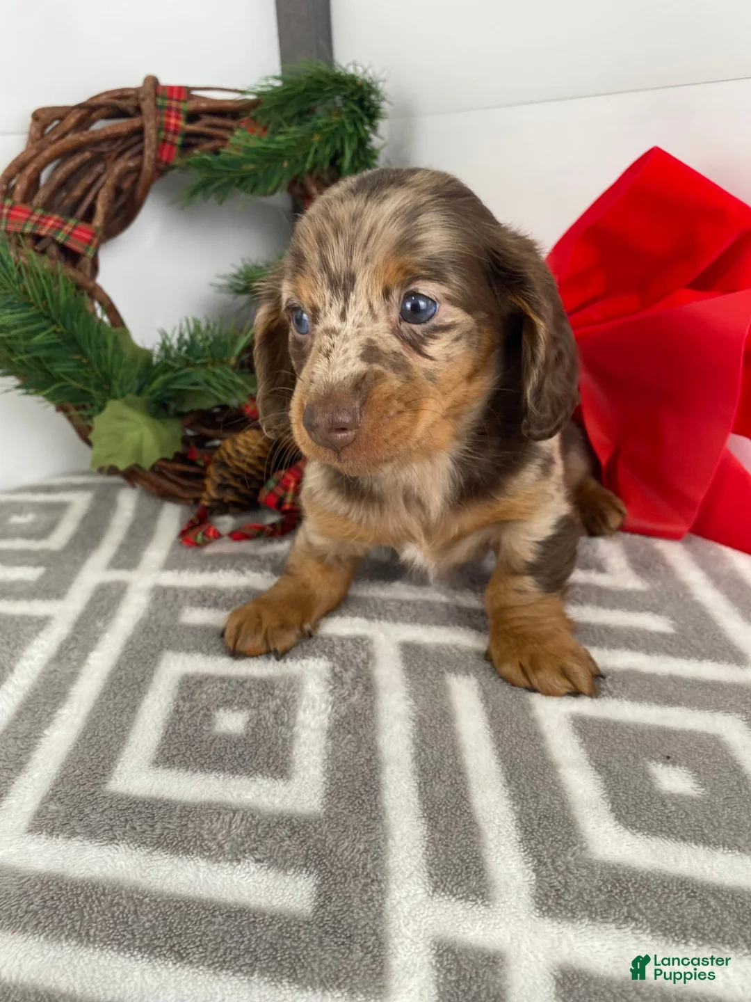 Miniature Dachshund dogs for sale: Rosie - Ad 3