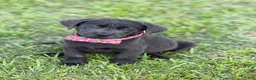 Labrador Retriever dogs for sale: Jack - Ad 3