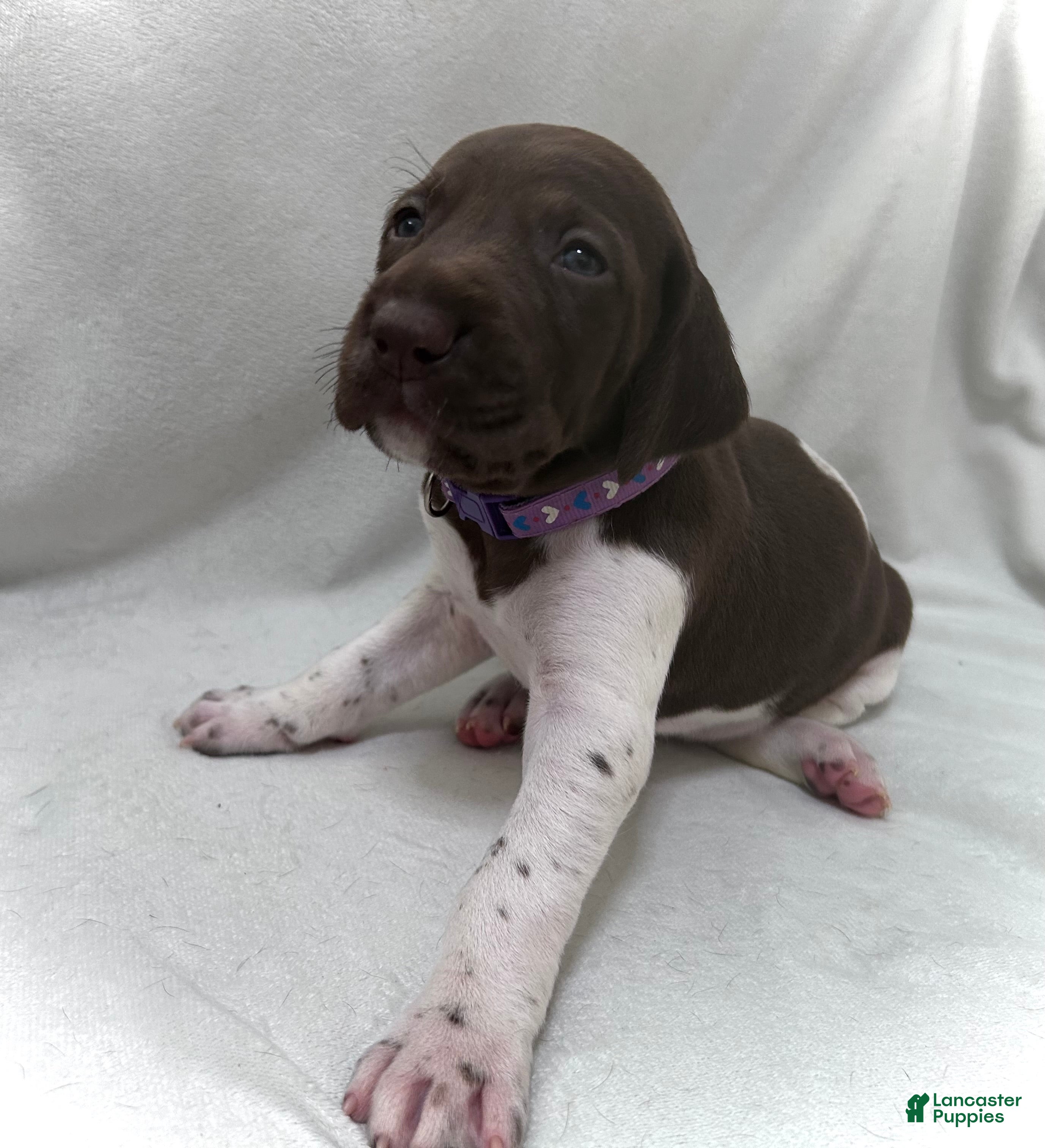 German Shorthaired Pointer dogs Grace - Ad 28