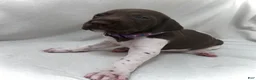 German Shorthaired Pointer dogs for sale: Grace - Ad 1